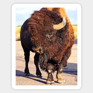 American Bison Sticker